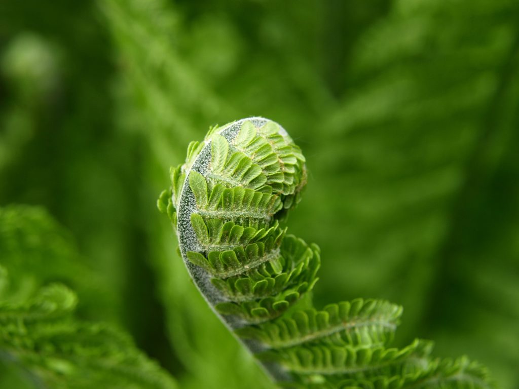 fern-green-plant-spring-56852